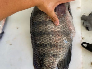 Foto de Peixaria Santa Tilápia em Avaré, SP por Solutudo