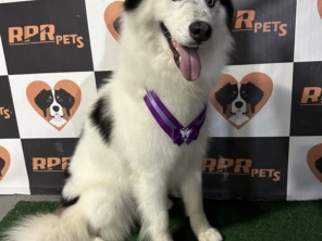Foto de RPR PETS em Piracaia, SP por Solutudo