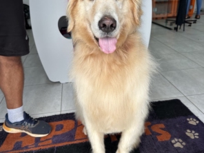 Foto de RPR PETS em Piracaia, SP por Solutudo