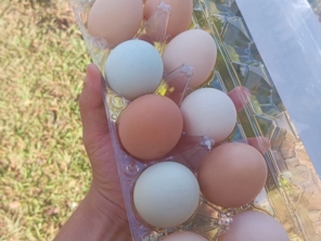 Foto de Granja de Ovos Campinas em Luziânia, GO por Solutudo