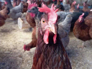 Foto de Granja de Ovos Campinas em Luziânia, GO por Solutudo