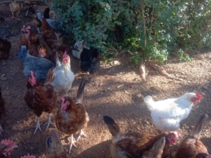 Foto de Granja de Ovos Campinas em Luziânia, GO por Solutudo
