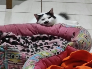 Foto de Pet Mania em São Manuel, SP por Solutudo