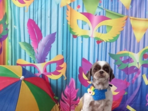 Foto de Pet Mania em São Manuel, SP por Solutudo