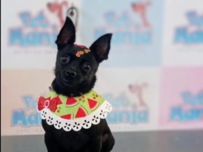 Foto de Pet Mania em São Manuel, SP por Solutudo