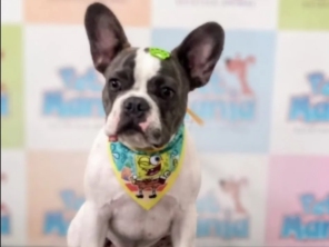 Foto de Pet Mania em São Manuel, SP por Solutudo