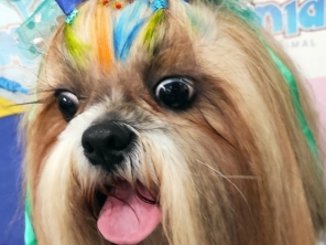 Foto de Pet Mania em São Manuel, SP por Solutudo