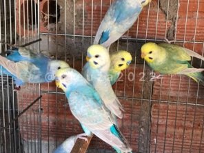 Foto de Agropet Silvestre em Santa Cruz do Rio Pardo, SP por Solutudo