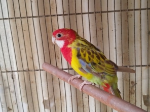 Foto de Agropet Silvestre em Santa Cruz do Rio Pardo, SP por Solutudo