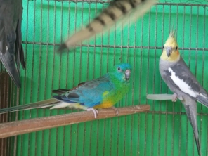 Foto de Agropet Silvestre em Santa Cruz do Rio Pardo, SP por Solutudo