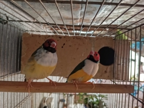 Foto de Agropet Silvestre em Santa Cruz do Rio Pardo, SP por Solutudo