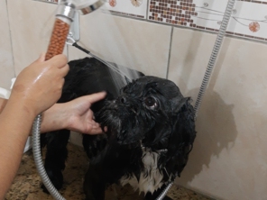 Nossos banhos são com duchas ionizantes para melhor saúde da pele e pelo pq ela ajuda a eliminar cloro, metais pesados e possível sujidade da água