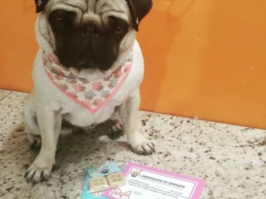 Foto de Pet  Padovan em Pinhais, PR por Solutudo
