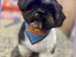 Foto de Pet  Padovan em Pinhais, PR por Solutudo