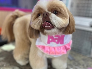 Foto de Pet  Padovan em Pinhais, PR por Solutudo