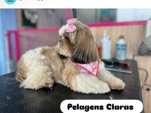 Foto de Pet  Padovan em Pinhais, PR por Solutudo