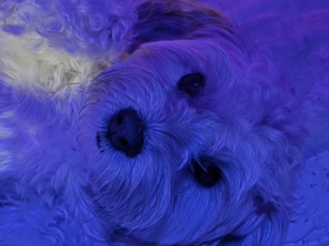 De modo geral, para muitos cães, dormir junto (em grupo ou em dupla) é mais natural e traz benefícios comportamentais e emocionais, principalmente em ambientes como hotel, creche ou day care. Vou te explicar por quê:  ✅ Segurança emocional Cães são animais sociais. Dormir juntos lembra o comportamento da matilha, o que dá sensação de segurança e conforto, reduzindo ansiedade e estresse. Sozinhos, alguns cães podem se sentir inseguros ou solitários.  ✅ Regulação térmica No frio, cães que dormem juntos compartilham calor corporal, ajudando a manter a temperatura e o conforto, sem necessidade de muitos cobertores ou aquecedores.  ✅ Socialização positiva Dormir ou descansar juntos reforça vínculos entre os cães, melhora a convivência e reduz comportamentos competitivos ou possessivos durante o dia.  ✅ Menor chance de desenvolver estresse de isolamento Cães que ficam isolados por muito tempo (especialmente se não estão acostumados) podem desenvolver comportamentos indesejados como vocalização excessiva, lambedura compulsiva, apatia ou até depressão. PADOVAN saúde e bem estar canino ????????