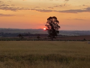 Foto de Codornas São carlos-sp em São Carlos, SP por Solutudo
