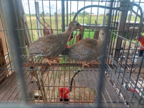 Foto de Codornas São carlos-sp em São Carlos, SP por Solutudo