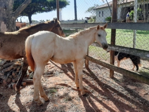 Foto de HARAS TRAZZI em Itápolis, SP por Solutudo