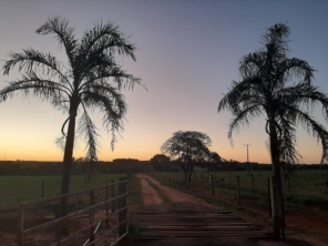 Foto de HARAS TRAZZI em Itápolis, SP por Solutudo