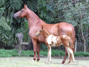 Foto de Haras Estância São Paulo em Itápolis, SP por Solutudo