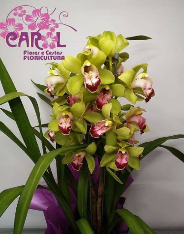 Carol Flores E Cestas Jundiai Sp