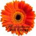 Will Flores