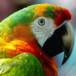 Fenix Guia Sergipe