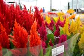 Foto de Botucatu Garden em Botucatu, SP por Solutudo