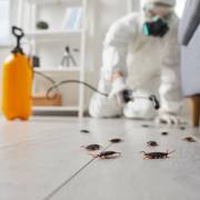 ​Como evitar baratas, formigas e ratos no ambiente?