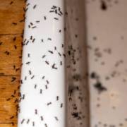 Quais são os sinais de uma infestação de pragas?