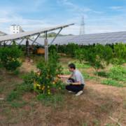Energia solar para agricultura: Benefícios para produtores rurais.