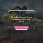 Como Escolher as Melhores Palmeiras para o Seu Jardim