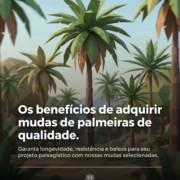 Os benefícios de adquirir mudas de palmeiras de qualidade.