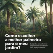 Como escolher a melhor palmeira para o meu jardim?