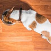 Por que investir em rações Premium para pets é melhor opção?