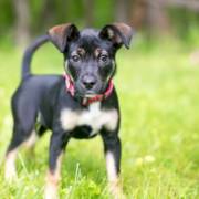 Adoção de cachorro: tudo o que você precisa saber