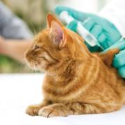 Por que é tão importante manter a vacinação do seu pet em dia?
