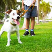 Passear com cachorro: veja por que é tão importante