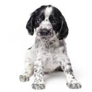 Vacina para cachorro filhote: Quando começar?