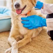 Saúde Animal Em São Manuel: Cuidado Veterinário Com Qualidade