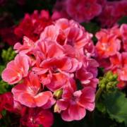 Floriculturas Em São Manuel SP: Flores Que Encantam E Conectam Pessoas