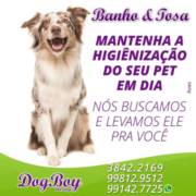 Táxi Dog para levar e trazer seu bichinho do banho e tosa em São Manuel