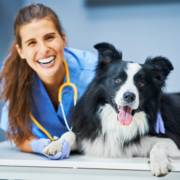 A importância da prevenção para a saúde dos pets em Itatinga