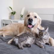 A importância do banho para pets