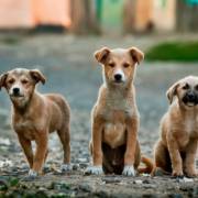Caminhão para o Resgate de Animais em Avaré