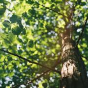 Cidadania e Ecologia em Avaré