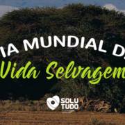 CONFIRA DICAS DE CONTEÚDO PARA CONSUMIR NO DIA NACIONAL DA VIDA SELVAGEM I SOLUTUDO AVARÉ