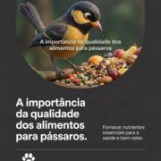 A importância da qualidade dos alimentos para pássaros